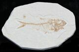 Small Diplomystus Fossil Fish - Wyoming #32784-1
